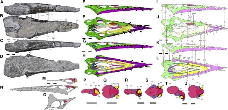 gr2 - Βρέθηκε ο μεγαλύτερος πτερόσαυρος της Ιουράσιας περιόδου (ΕΙΚΟΝΕΣ)