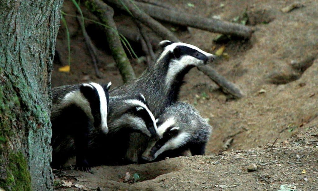 2023 03 22T180613Z 1244412641 RC25ZZ9DJNDO RTRMADP 5 NETHERLANDS BADGERS 1024x615 - Πώς μια οικογένεια ασβών σταμάτησε τα τρένα στην Ολλανδία