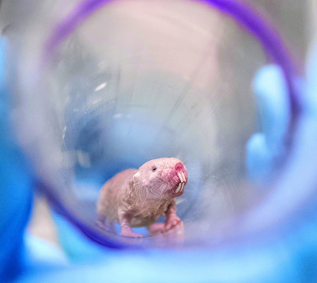 Naked Mole Rats 2023 7 1024x912 - Σε έναν τυφλοπόντικα τα μυστικά της αιώνιας γυναικείας γονιμότητας