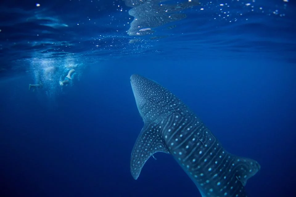 YQYEN72MXFPXTFLZQNN4SWWQGQ - Τι προβλέπει η ιστορική συμφωνία για τους ωκεανούς