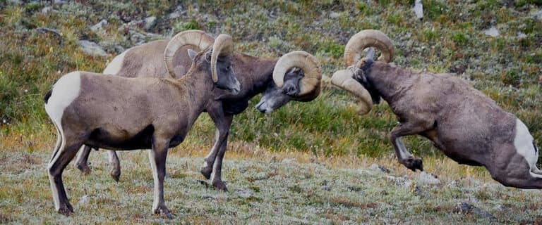 bd89760e b795 48be 923d 6c4480c63a82 Europes Wilderness S02 - Tο συναρπαστικό κινηματογραφικό σαφάρι στην «Άγρια φύση της Ευρώπης» συνεχίζεται σε μια ολοκαίνουρια σεζόν αυτό το Μάρτιο στο Viasat Nature - Digitaltvinfo.gr