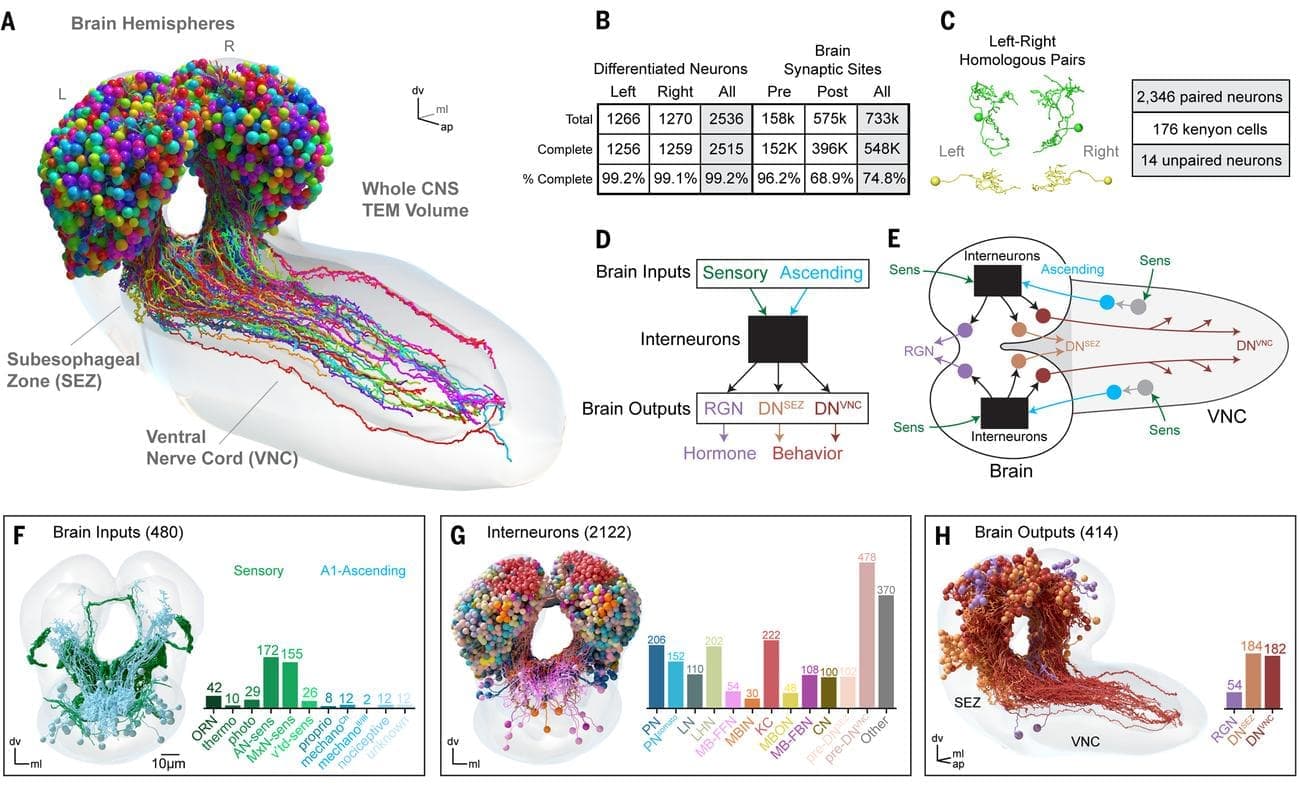 science.add9330 f1 - Ο πρώτος πλήρης χάρτης εγκεφάλου εντόμου είναι γεγονός (ΕΙΚΟΝΕΣ+ΒΙΝΤΕΟ)