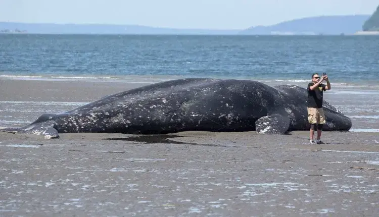 Πώς συνδέεται ο αυξημένος θάνατος των φαλαινών με τις online αγορές μας;