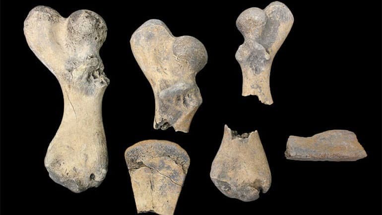 Νέα επιστημονική μέθοδος εμβαθύνει στη μελέτη των αρχαίων οστών    