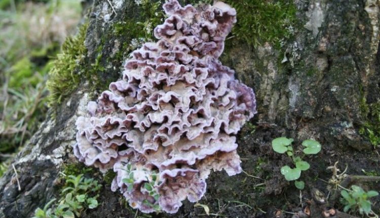 Θανατηφόρος μύκητας φυτών μόλυνε άνθρωπο – «Το πρώτο κρούσμα στον κόσμο»