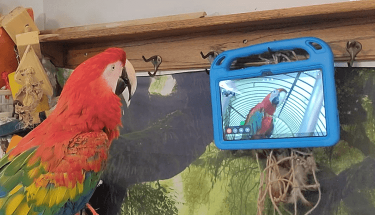 Παπαγάλοι που διδάσκονται να κάνουν βιντεοκλήσεις ο ένας στον άλλον... γίνονται λιγότερο μοναχικοί