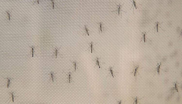 Προειδοποιεί για κίνδυνο έξαρσης δάγκειου πυρετού και Zika το καλοκαίρι στην Ευρώπη