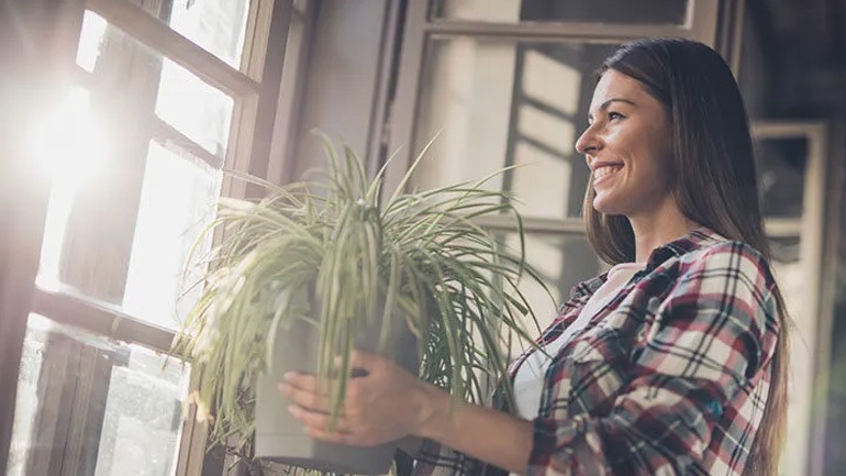 Τα γενετικά τροποποιημένα φυτά εσωτερικού χώρου υπόσχονται να καθαρίσουν τον αέρα του σπιτιού μας