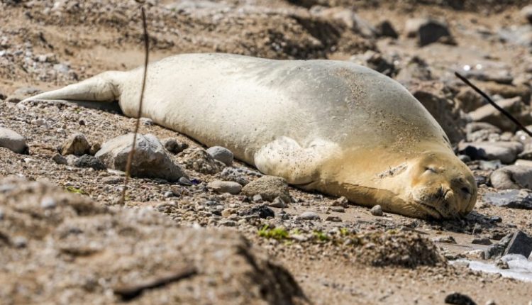 Aπειλούμενη με εξαφάνιση φώκια εμφανίστηκε σε παραλία της Γιάφας