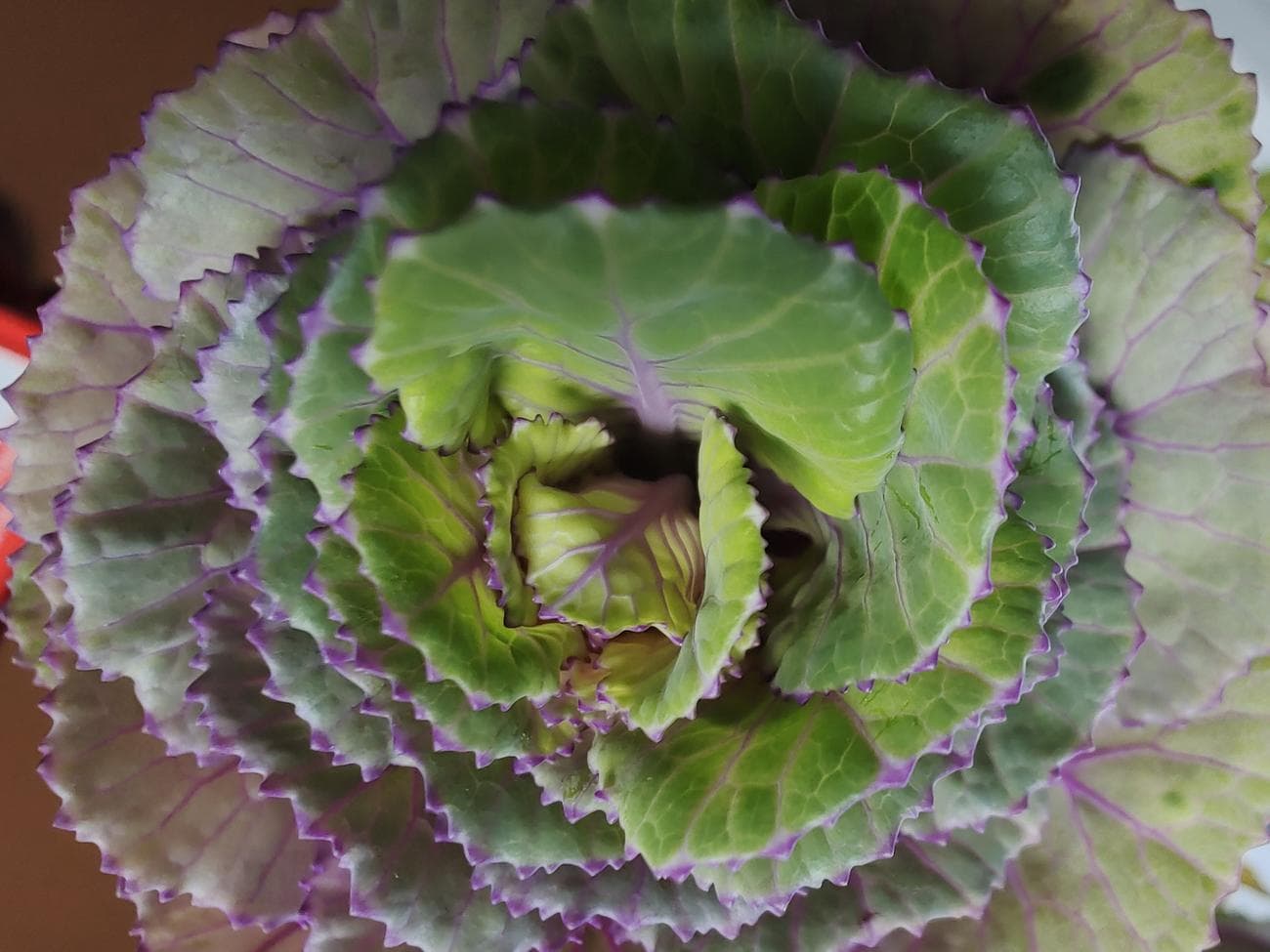 Φωτογραφία ενός φυτού που τραβήχτηκε με λειτουργία macro