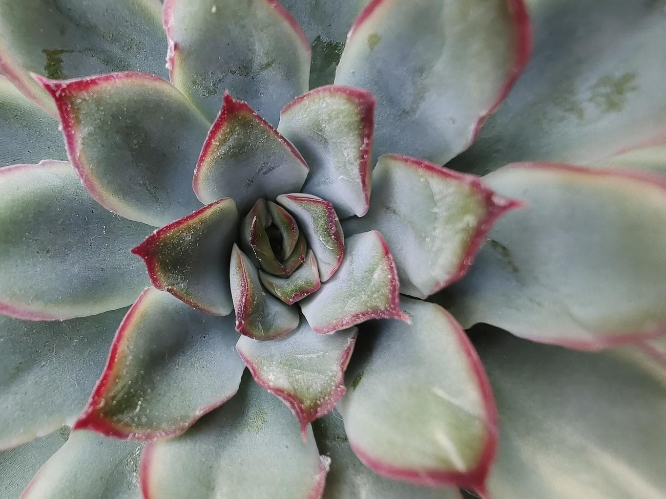 Φωτογραφία ενός φυτού που τραβήχτηκε με λειτουργία macro