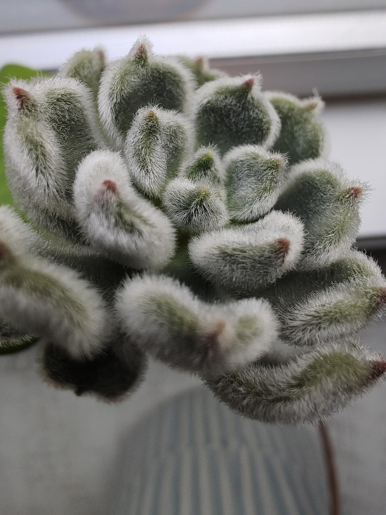 Φωτογραφία ενός φυτού που τραβήχτηκε με λειτουργία macro