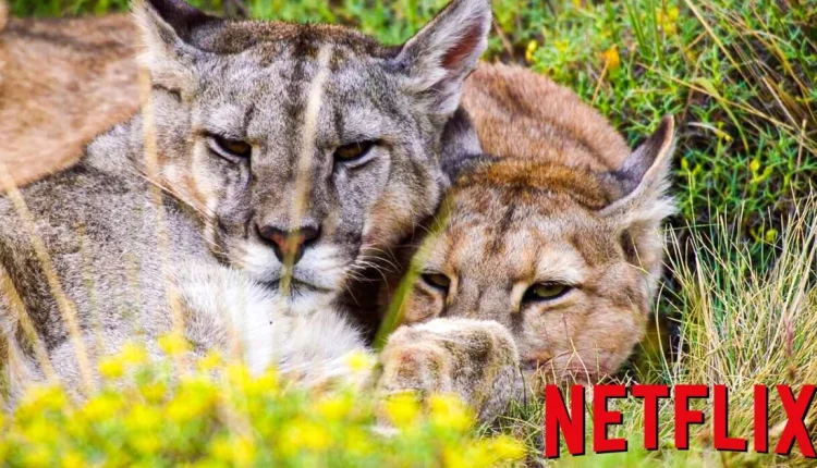 Our Planet II: Το επιτυχημένο ντοκιμαντέρ επιστρέφει στο Netflix με 2η σεζόν (ΒΙΝΤΕΟ)