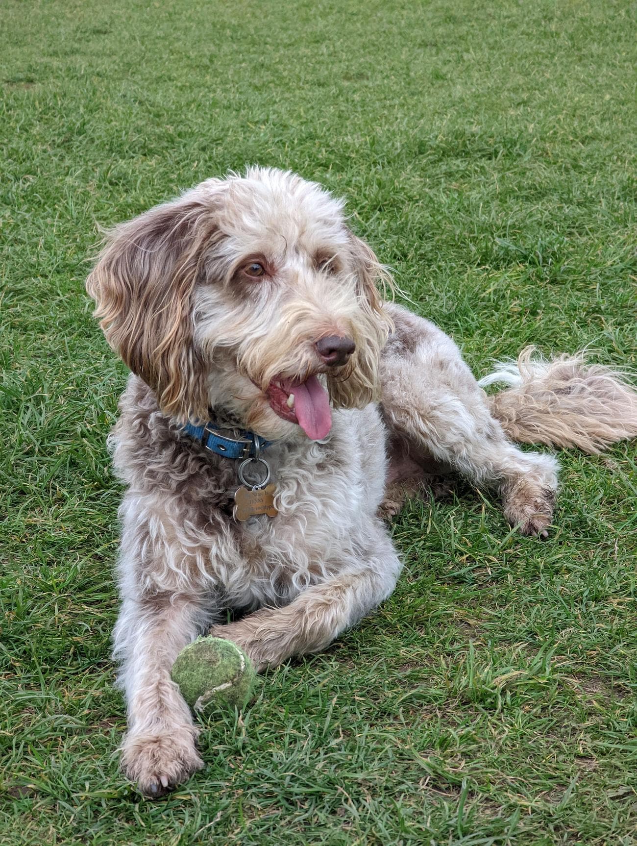 Φωτογραφία ενός σκύλου που ξαπλώνει στο γρασίδι