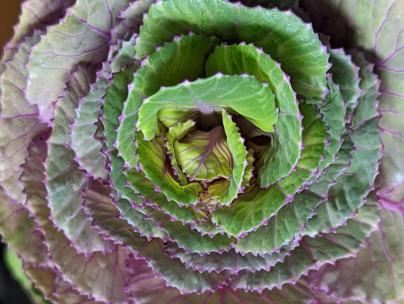 Φωτογραφία ενός φυτού που τραβήχτηκε με τον φακό ζουμ του Pixel