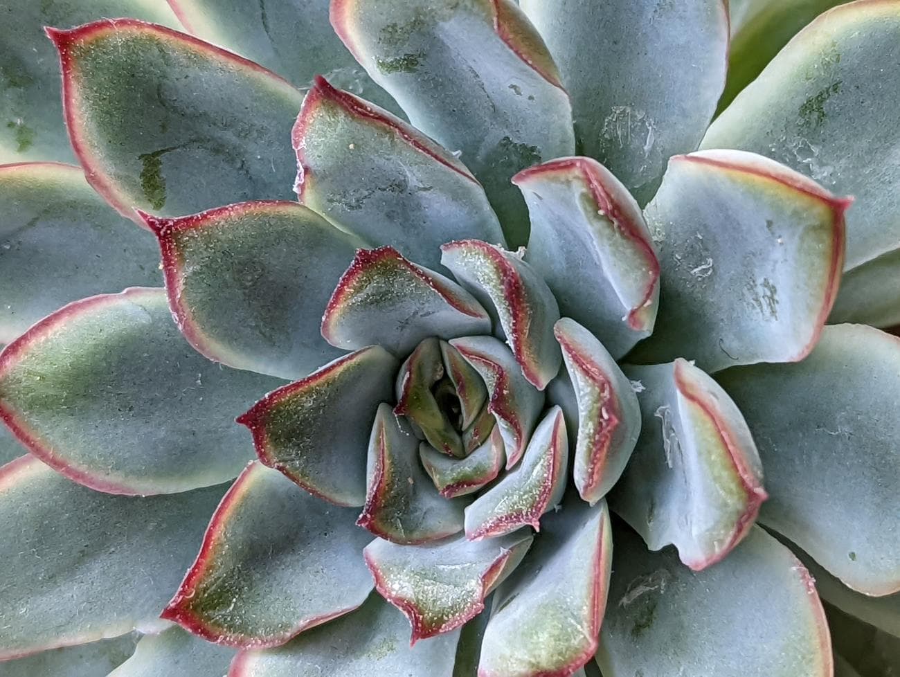 Φωτογραφία ενός φυτού που τραβήχτηκε με τον φακό ζουμ του Pixel