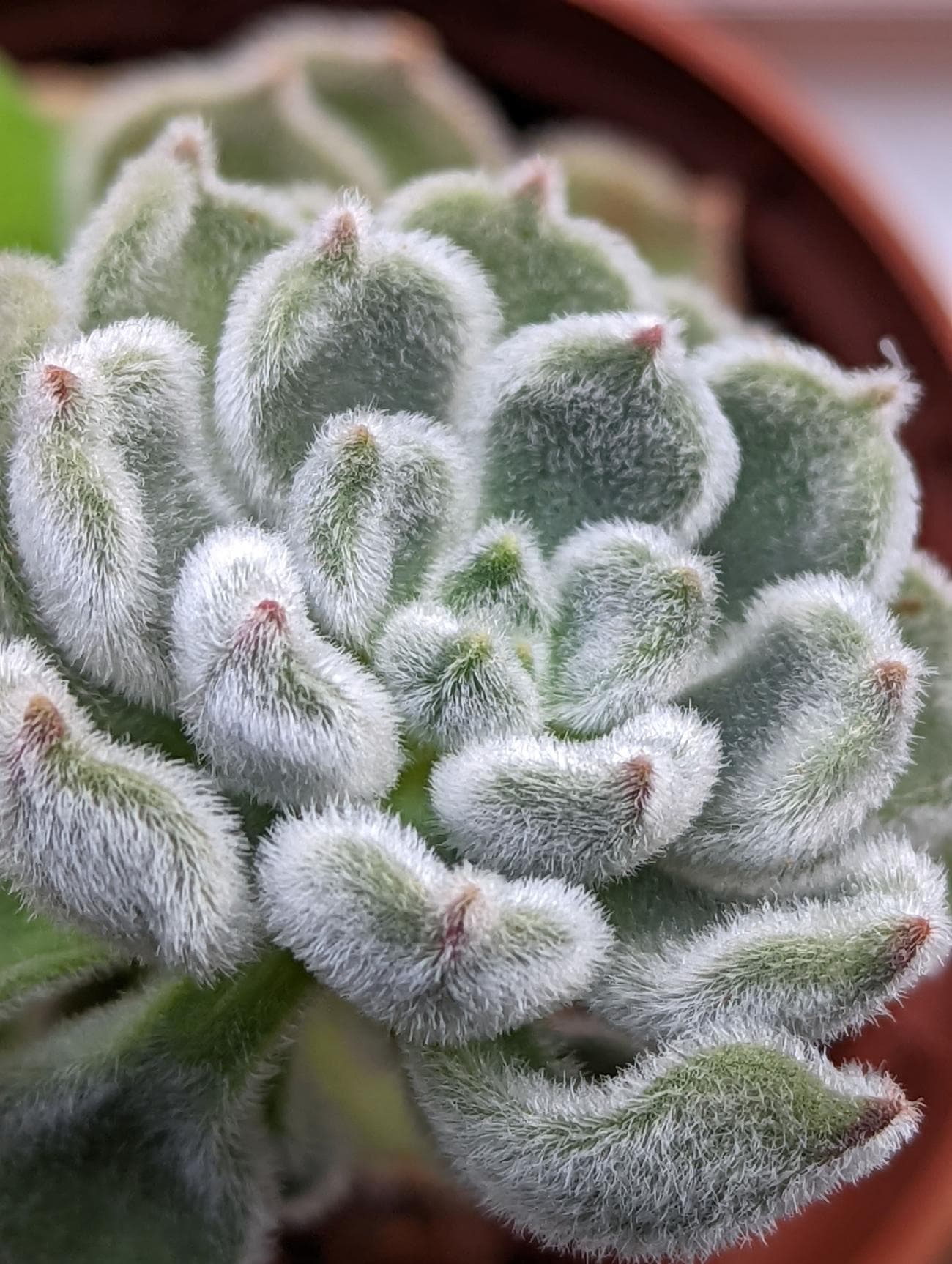 Φωτογραφία ενός φυτού που τραβήχτηκε με τον φακό ζουμ του Pixel