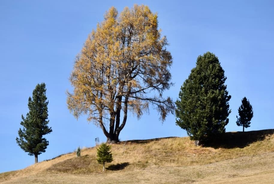 Φωτογραφία δέντρων-τραβηχτεί-το-μεσημέρι