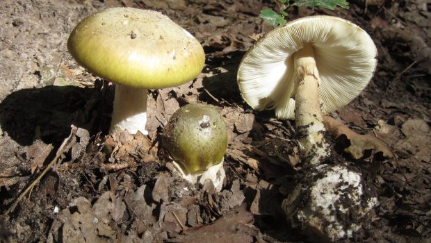 Αμανίτης ο φαλλοειδής: Πρώτο υποψήφιο αντίδοτο για το πιο επικίνδυνο μανιτάρι του κόσμου