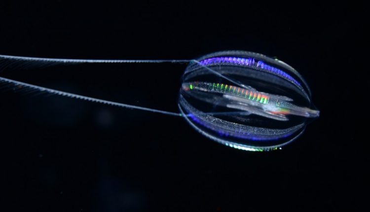 Εν αρχή ην…: Η αλυσίδα της εξέλιξης της ζωής στη Γη εδώ και 700 εκατ. χρόνια* Κτενοφόρα οι πρόγονοί μας [videos]