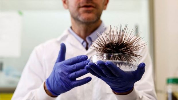 Ερυθρά Θάλασσα: Επιδημία σκοτώνει τους αχινούς - Σε κίνδυνο τα κοράλλια