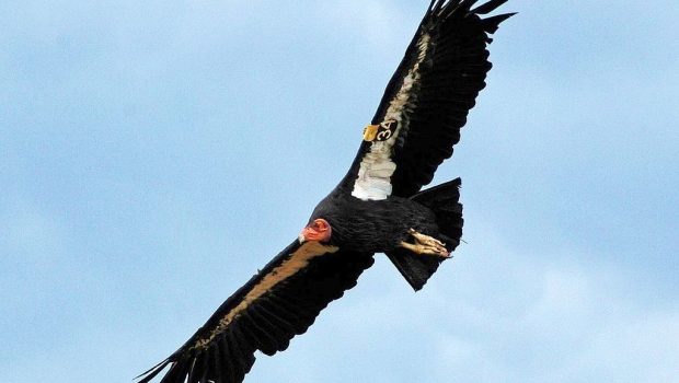 Κόνδορας της Καλιφόρνια: Εμβόλιο γρίπης των πτηνών για να σωθεί το εμβληματικό είδος