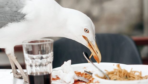 Λαίμαργοι γλάροι ζηλεύουν αυτό που τρώνε οι άνθρωποι