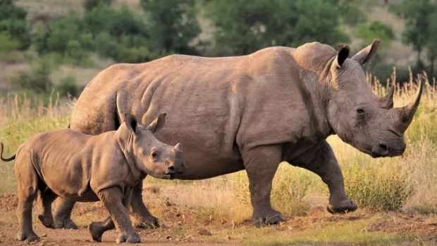 Νότια Αφρική: Η αποτυχία μιας δημοπρασίας θέτει σε κίνδυνο τους λευκούς ρινόκερους