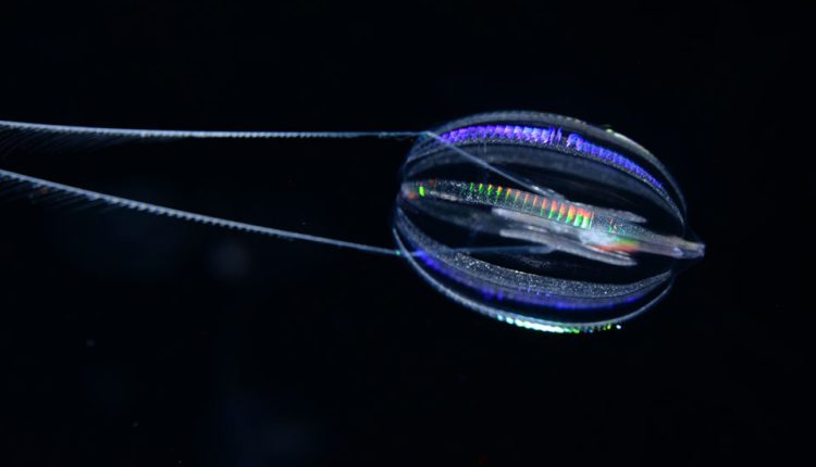 Πώς έμοιαζαν τα πρώτα ζώα;