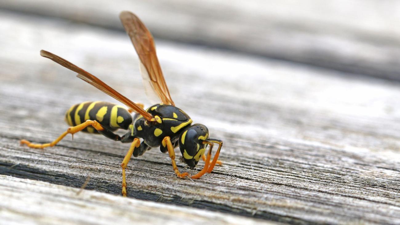 Πώς να χρησιμοποιήσετε το WD-40 για να απωθήσετε σφήκες – LifeSavvy
