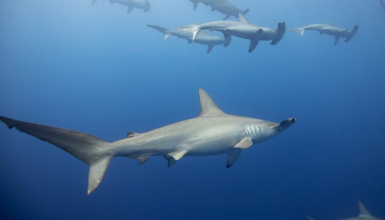 Σφυροκέφαλοι καρχαρίες «κρατούν την ανάσα τους» όταν καταδύονται σε βάθος
