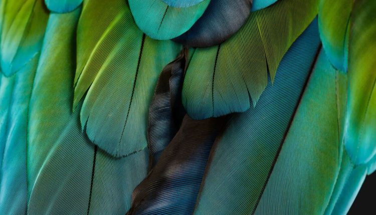  Ταπετσαρίες με φτερά πουλιών σε συσκευές Pixel;  Τι είναι αυτό;
