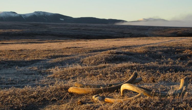 Χαυλιόδοντας 30.000 ετών αποκαλύπτει την καυλιάρης επιθετικότητα των αρσενικών μαμούθ