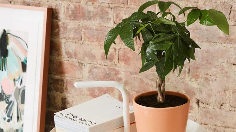 The Sill Money Tree plant gift