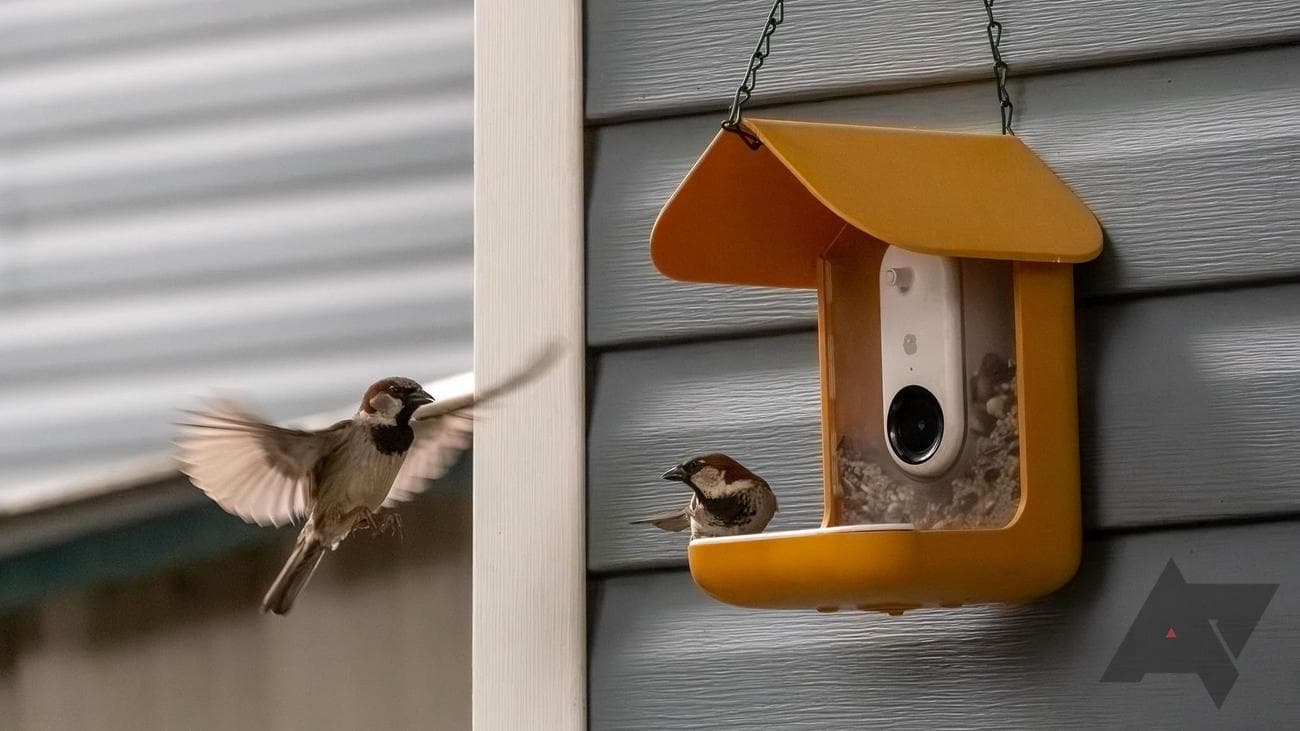 sparrow flying toward a bird feeder with a second sparrow perched on feeding tray