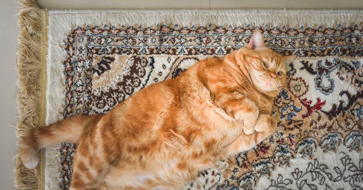 Hitting the Books: Why we like bigger things better