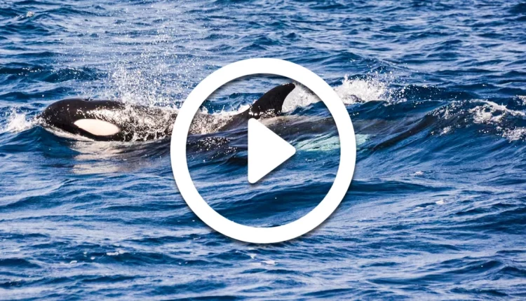 Viral βίντεο: Η στιγμή που φάλαινες επιτίθενται σε ιστιοφόρο στην Ισπανία