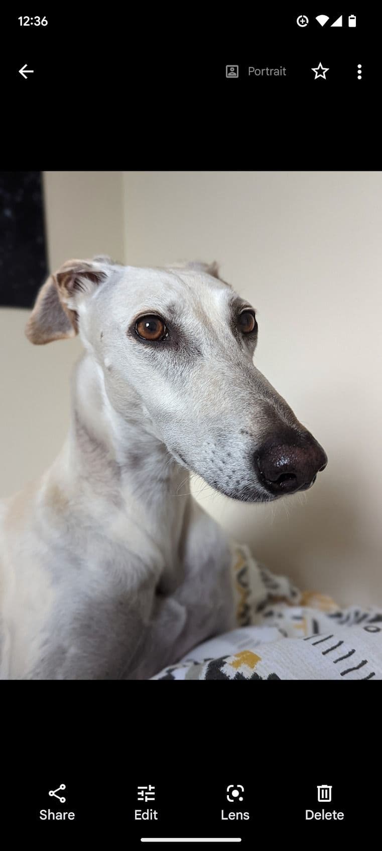 Μια φωτογραφία ενός σκύλου εμφανίζεται στην εφαρμογή Google Photos.  Η φωτογραφία καταλαμβάνει την κύρια περιοχή προβολής, ενώ στο κάτω μέρος της οθόνης διατίθενται διάφορες επιλογές.  Μεταξύ αυτών των επιλογών, το 