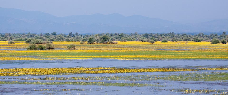 Εθνικό Πάρκο λίμνης Κερκίνης: Ισχυροποιείται η παρουσία του τσακαλιού - Η αλληλεπίδραση με τα άλλα ζώα