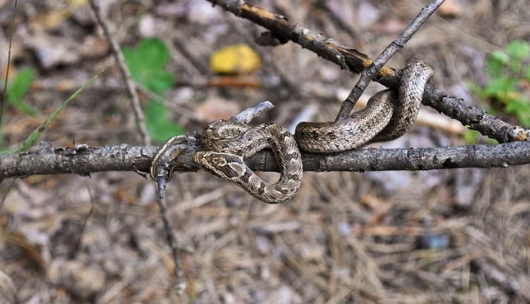 Αμυνόμενα είναι τα περισσότερα φίδια στην Ελλάδα με πρώτη την οχιά: Ποια είναι δηλητηριώδη, οι πρώτες βοήθειες