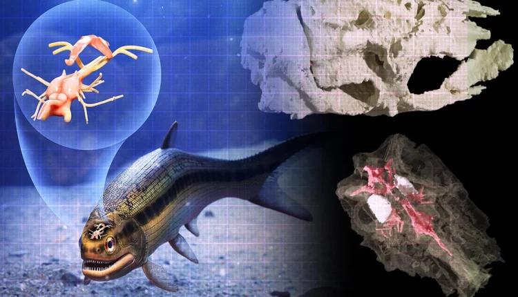 Ανακαλύφθηκε ο αρχαιότερος εγκέφαλος σε σπονδυλωτό πλάσμα (ΒΙΝΤΕΟ)