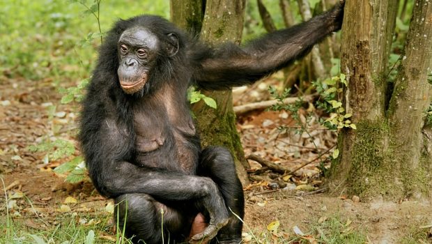 Αυνανισμός: Γιατί η εξέλιξη εφηύρε το σπορ της αυτοϊκανοποίησης