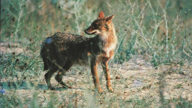 Εθνικό Πάρκο λίμνης Κερκίνης: Ισχυροποιείται η παρουσία του τσακαλιού - Η αλληλεπίδραση με τα άλλα ζώα