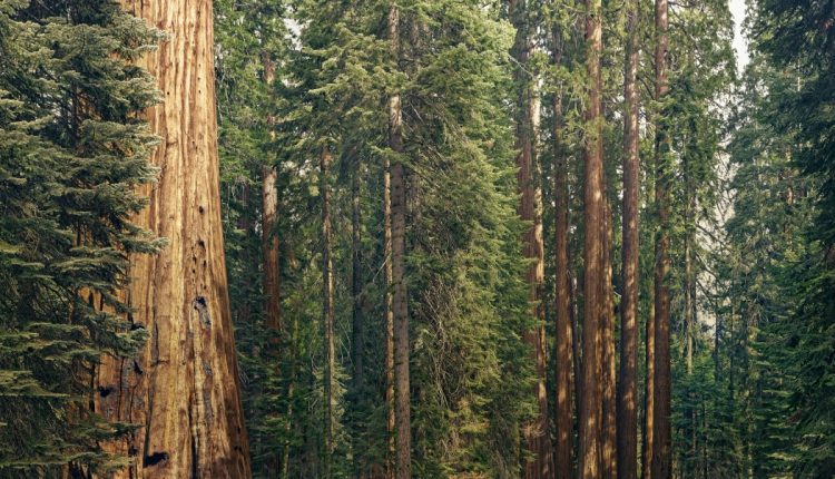 Η Sequoia χωρίζεται σε τρεις οντότητες
