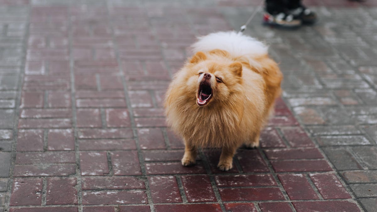 Οι ζεστές, ηλιόλουστες και νεφελώδεις μέρες μπορεί να κάνουν τους σκύλους πιο δαγκωτούς
