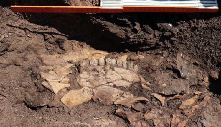 Στη Μεγαλόπολη Αρκαδίας οι «πρόγονοί» μας κυνηγούσαν ιπποπόταμους, ελέφαντες και ρινόκερους πριν από 700.000 χρόνια [εικόνες]