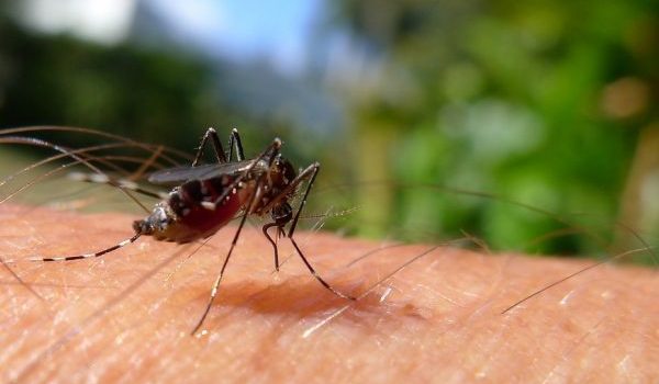 Τα κουνούπια προτιμούν συγκεκριμένη ομάδα αίματος - Γιατί τσιμπάνε κάποιους περισσότερο