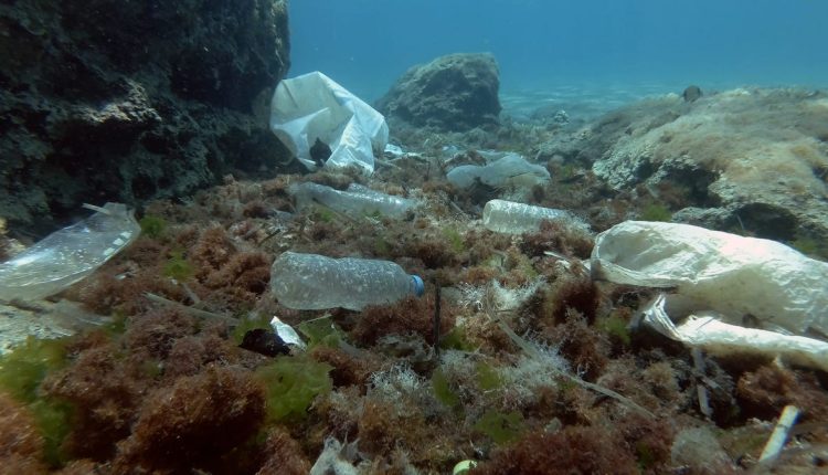  Τα παράκτια ζώα ευδοκιμούν λόγω της πλαστικής ρύπανσης στον Ειρηνικό Ωκεανό |  Ακραία Γη

