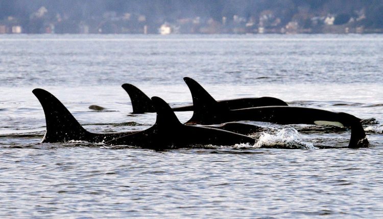 Τι σχεδιάζουν οι Όρκες στη συνέχεια;
