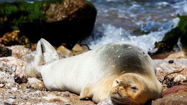 Φώκιες στη Νότια Αφρική: Ξεβράστηκαν νεκρές σε παραλία - Άγνωστοι τις μαχαίρωσαν στη θάλασσα